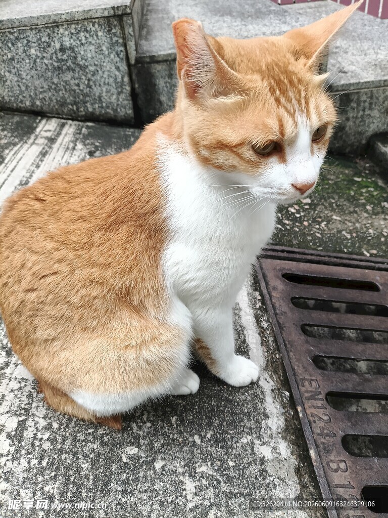 橘白猫咪蹲坐于石板上