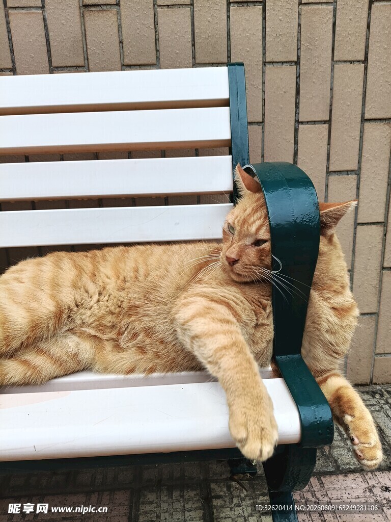 慵懒猫咪惬意躺长椅