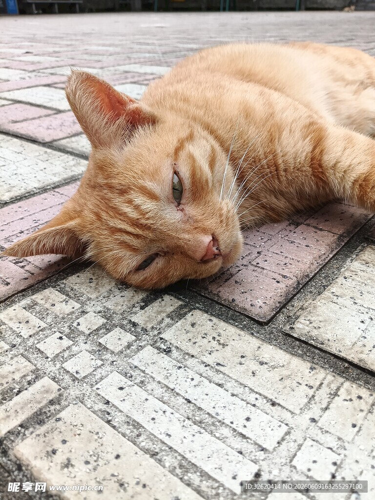 阳光下酣睡的橘猫
