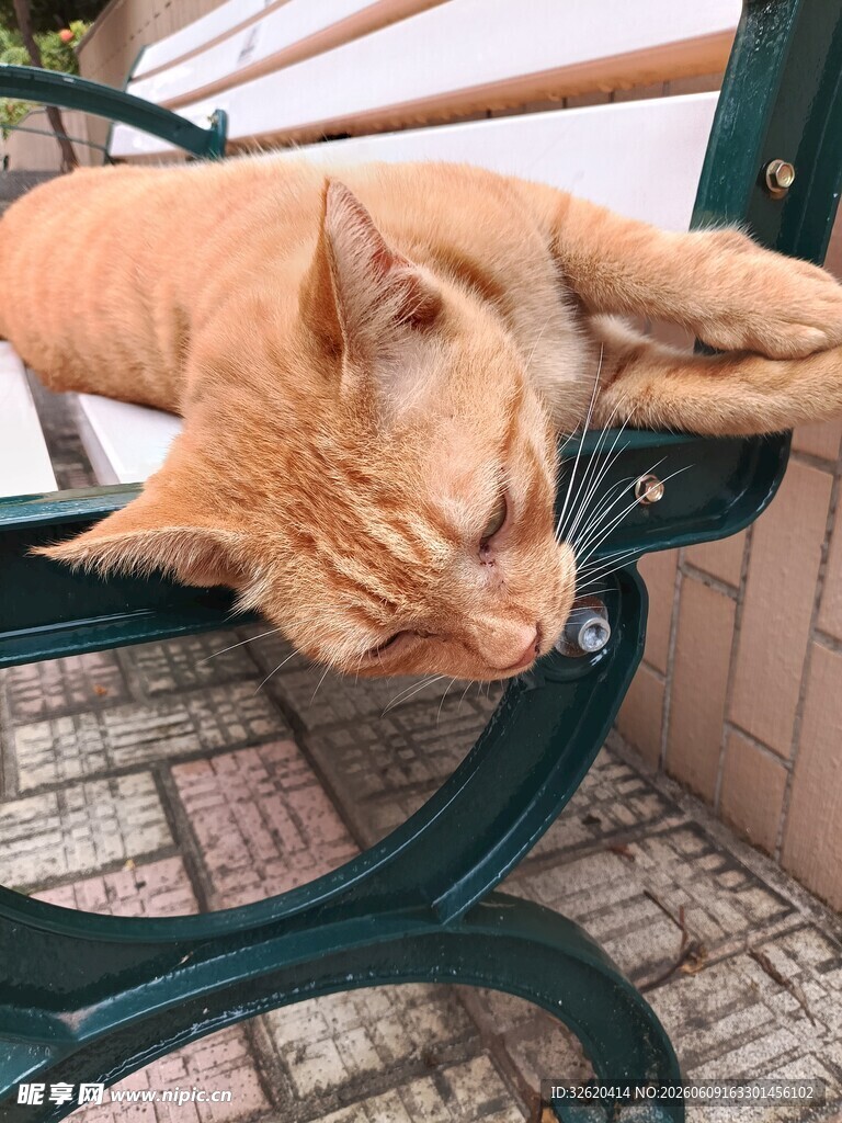 橘猫惬意躺椅上小憩