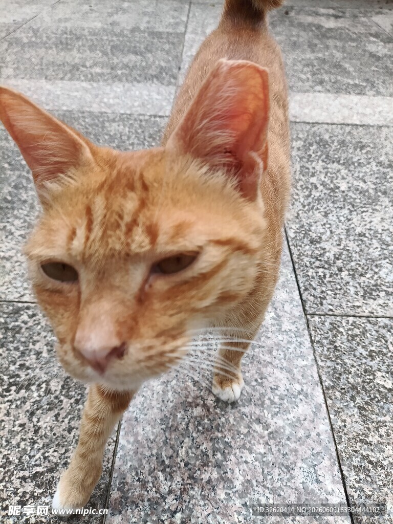 行走的橘猫