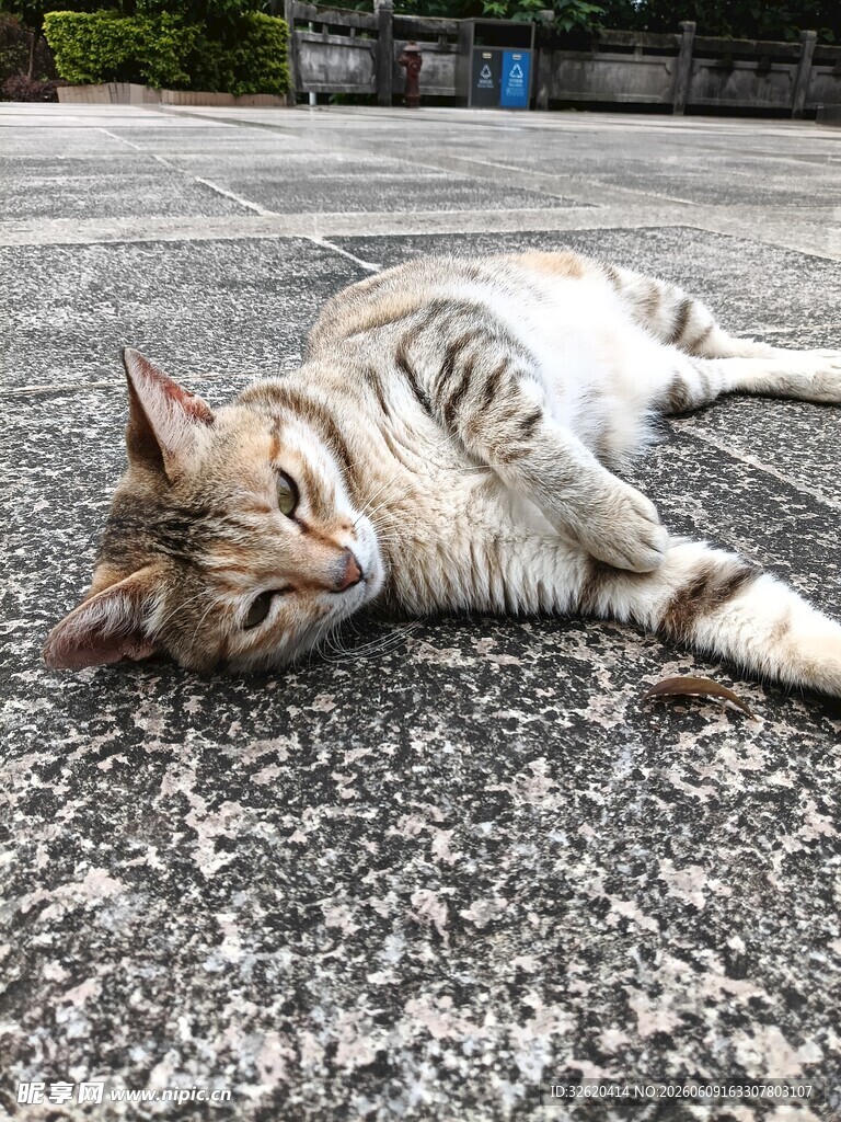 慵懒猫咪惬意躺地