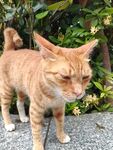 橘猫惬意站立于绿植旁