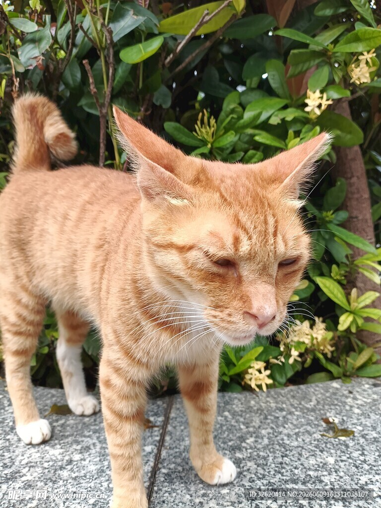 橘猫惬意站立于绿植旁