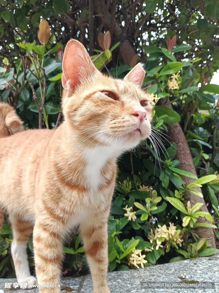 橘猫于绿植旁惬意模样