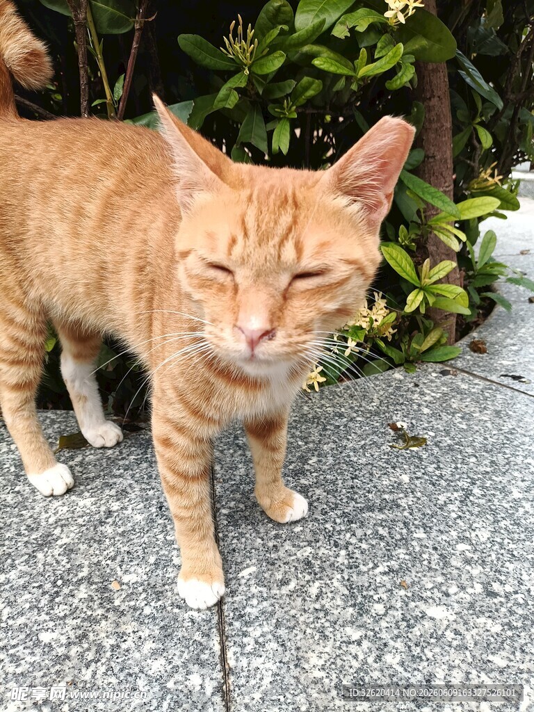 橘猫悠闲站立