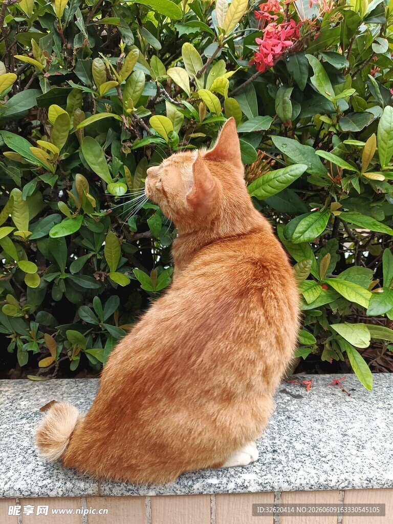 橘猫坐看绿植花丛