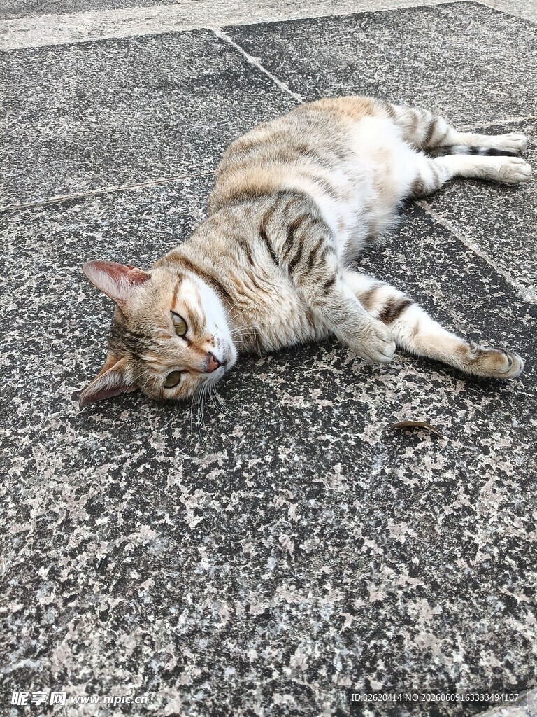 慵懒猫咪惬意躺地