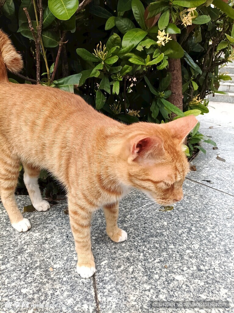 橘猫在户外低头观察