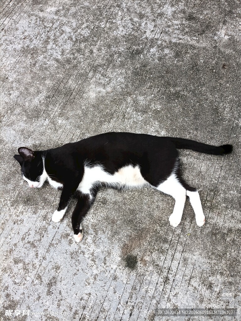 黑白猫咪