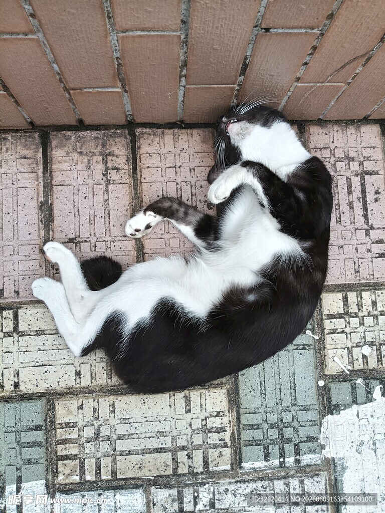 黑白猫咪惬意倒挂小憩