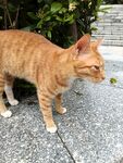 户外橘猫侧立地面
