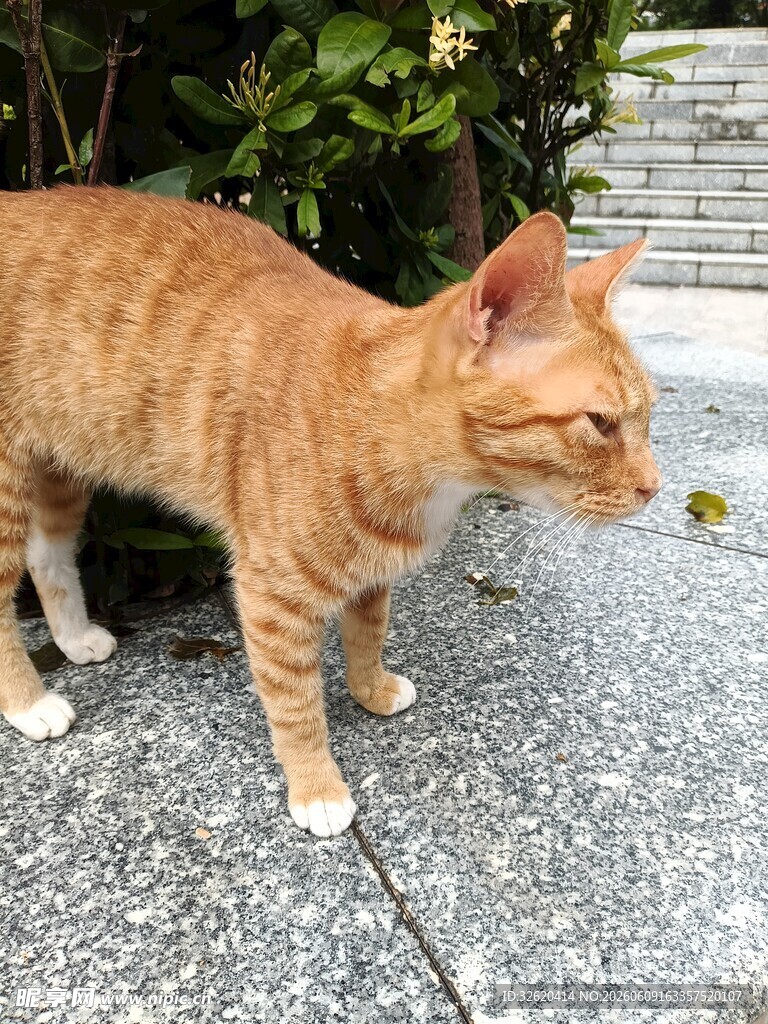 户外橘猫侧立地面