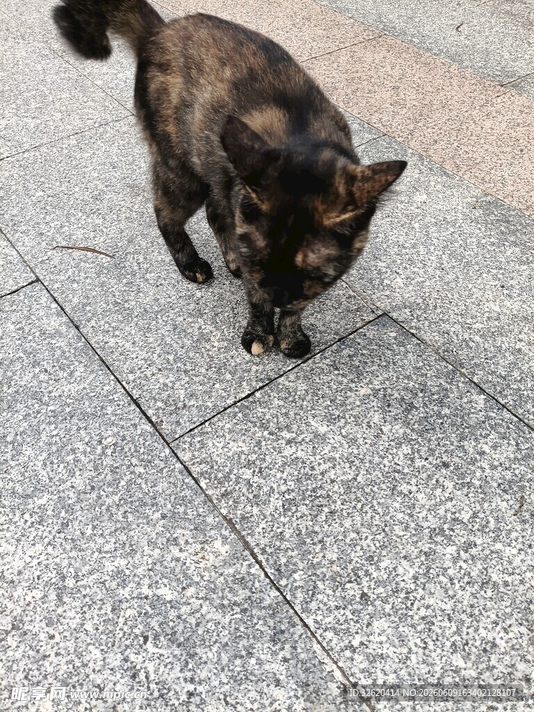 黑猫在地面上低头行走