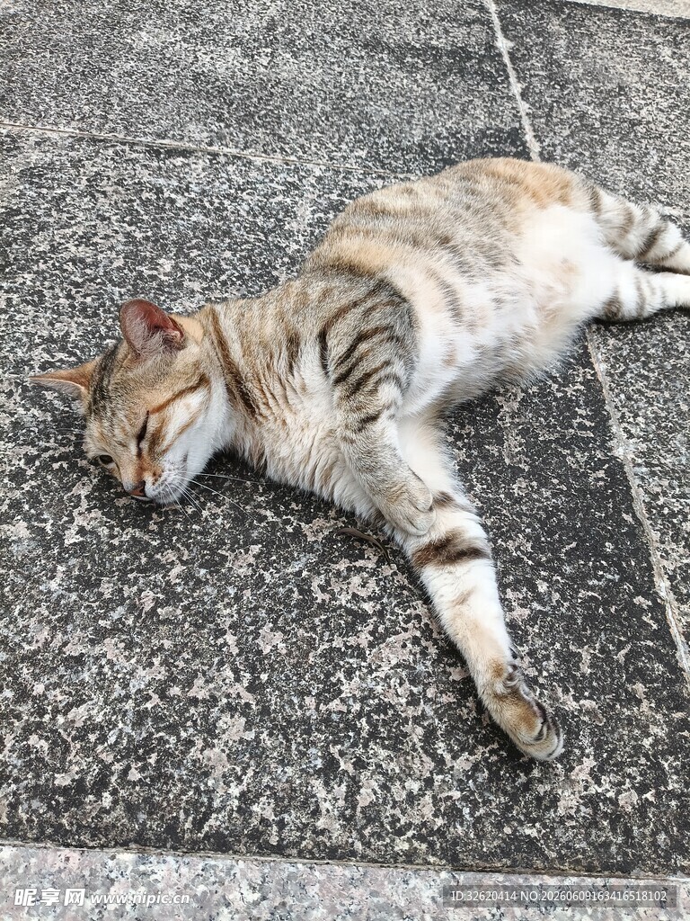 路边酣睡的条纹猫咪