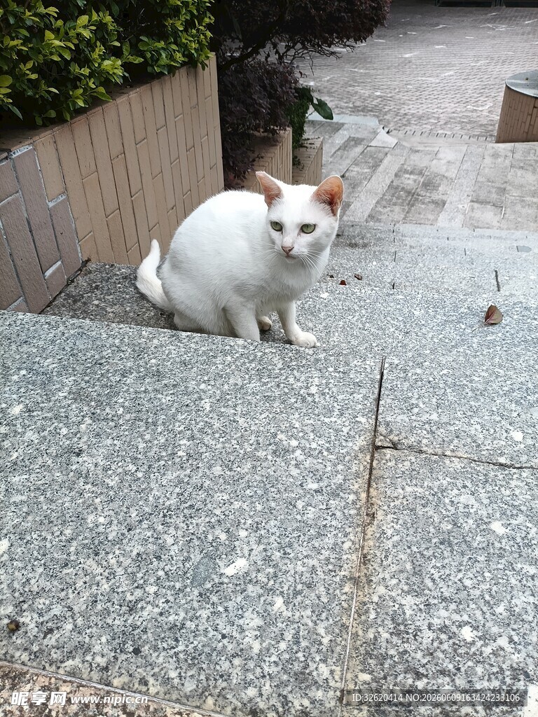 台阶上的白色猫咪