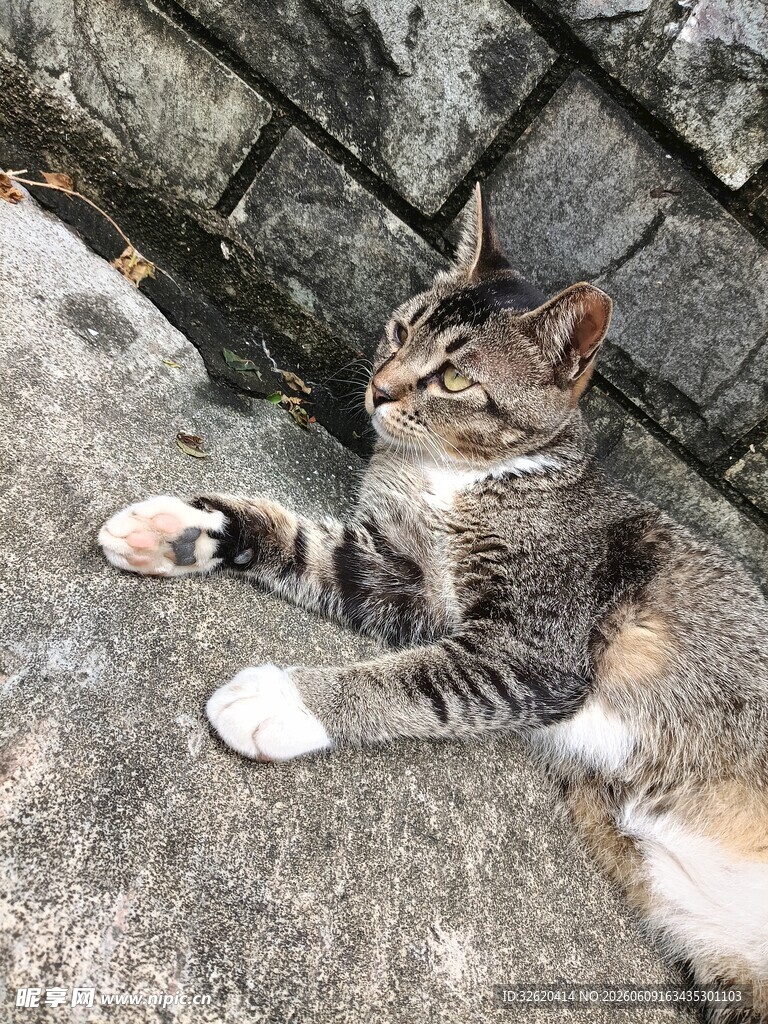 石上休憩的可爱猫咪