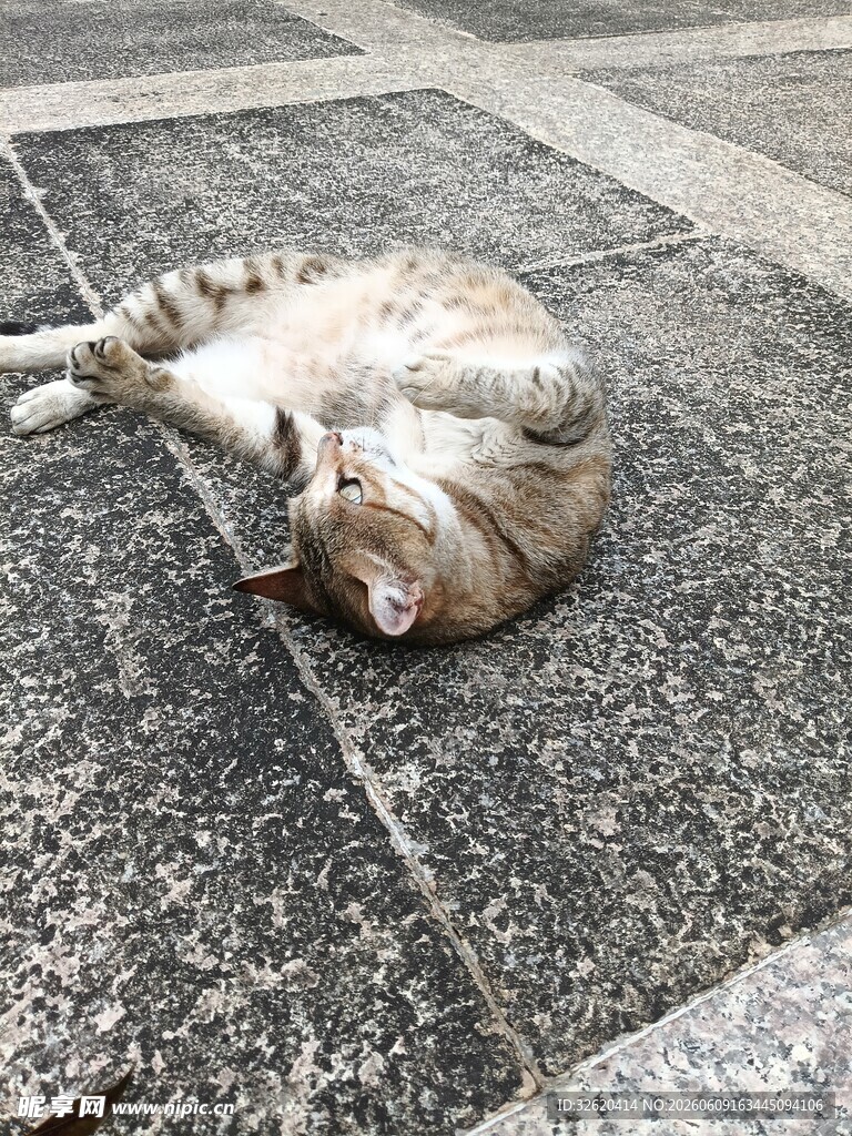 猫咪惬意躺地享受时光