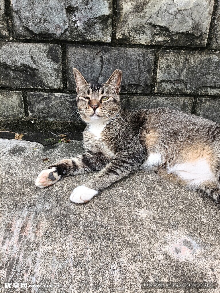 石墙边惬意躺卧的猫咪