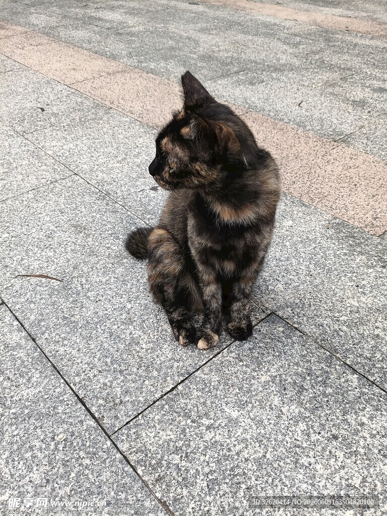 蹲坐的可爱小猫