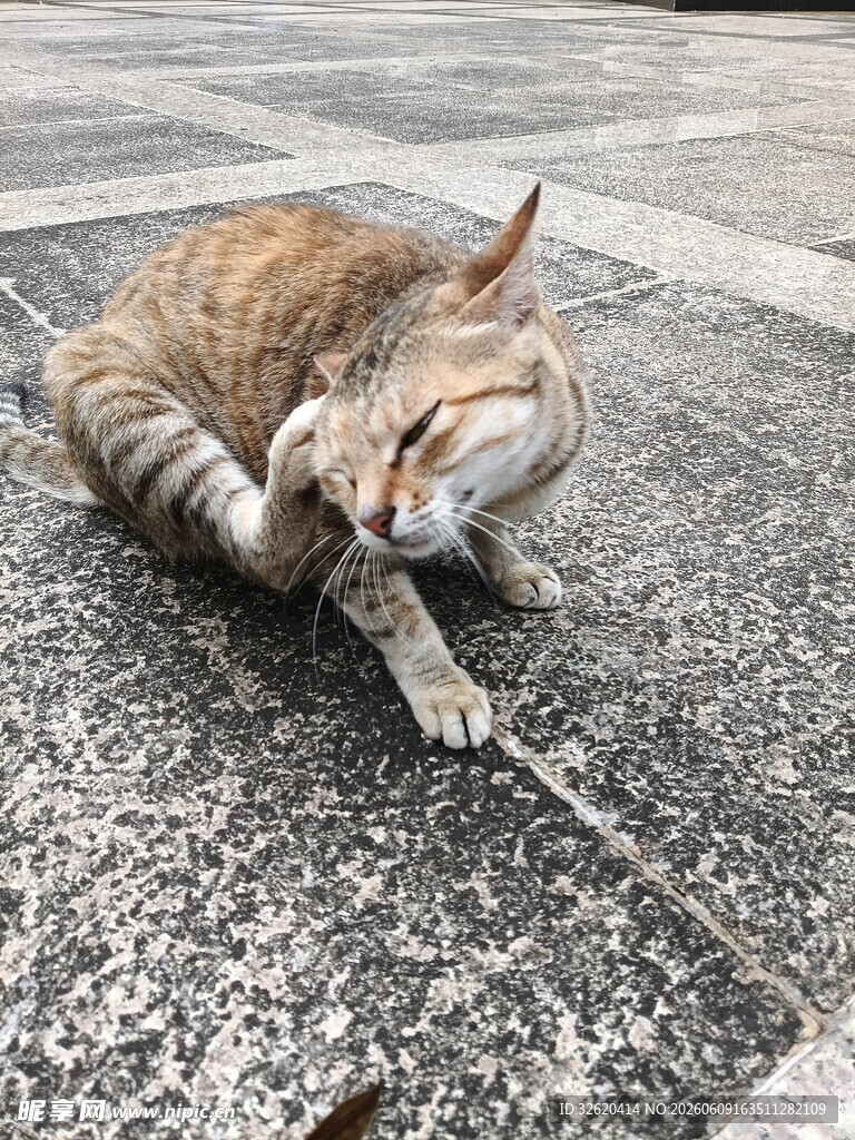 地上猫咪惬意挠痒痒