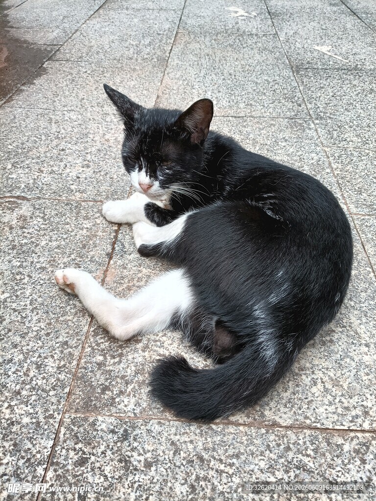 黑白猫咪惬意躺地