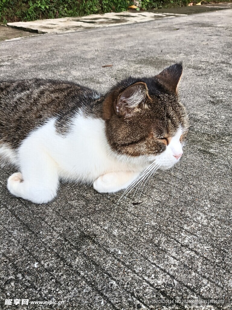 趴地休憩的可爱猫咪