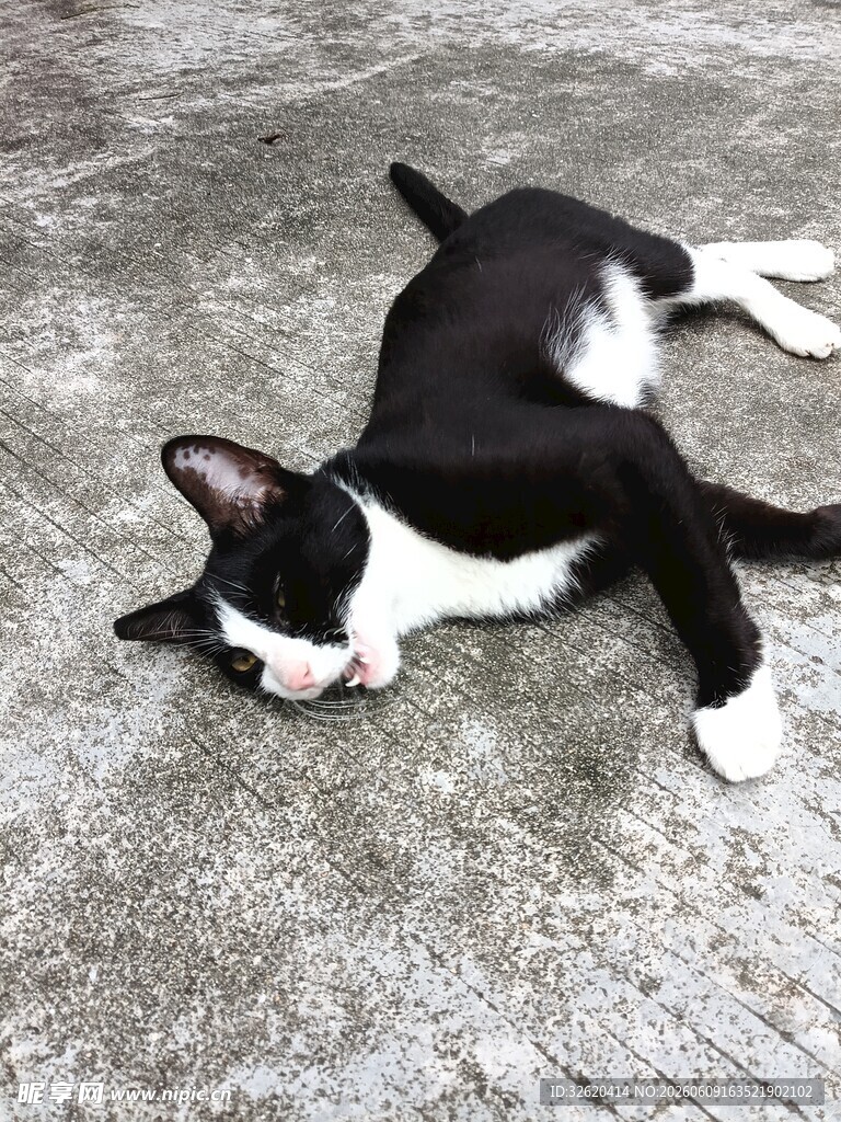 黑白猫咪惬意躺地