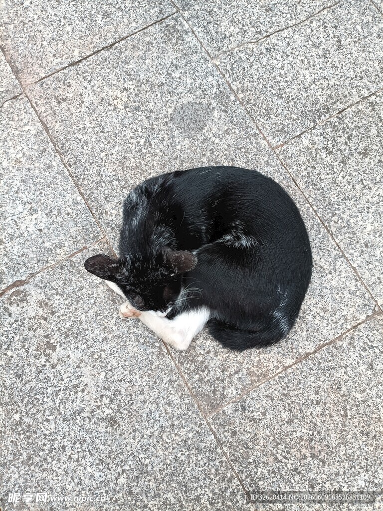 蜷卧地面的黑白猫咪