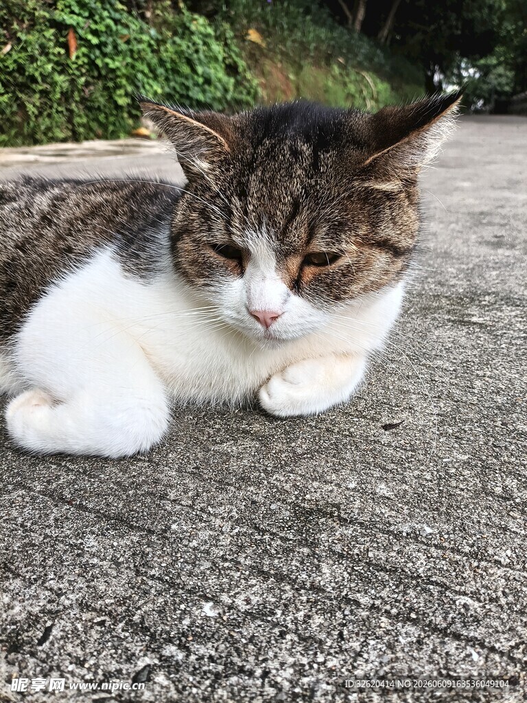 慵懒猫咪趴地休憩