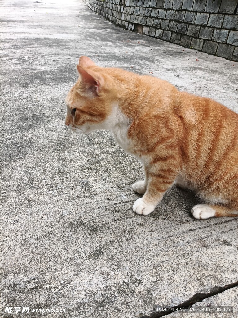 蹲坐于地的橘色猫咪