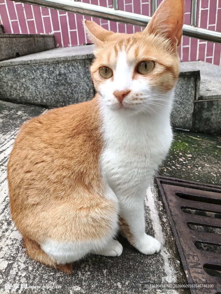 橘白猫咪蹲坐地面