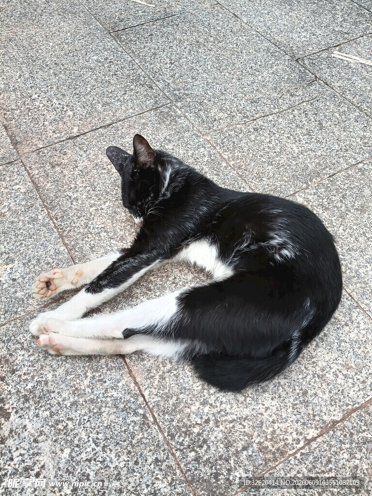 黑白猫咪蜷卧于地面