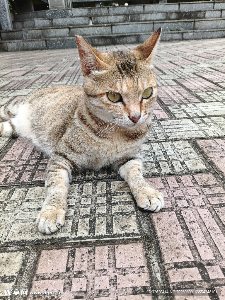 趴在砖石地面上的猫咪