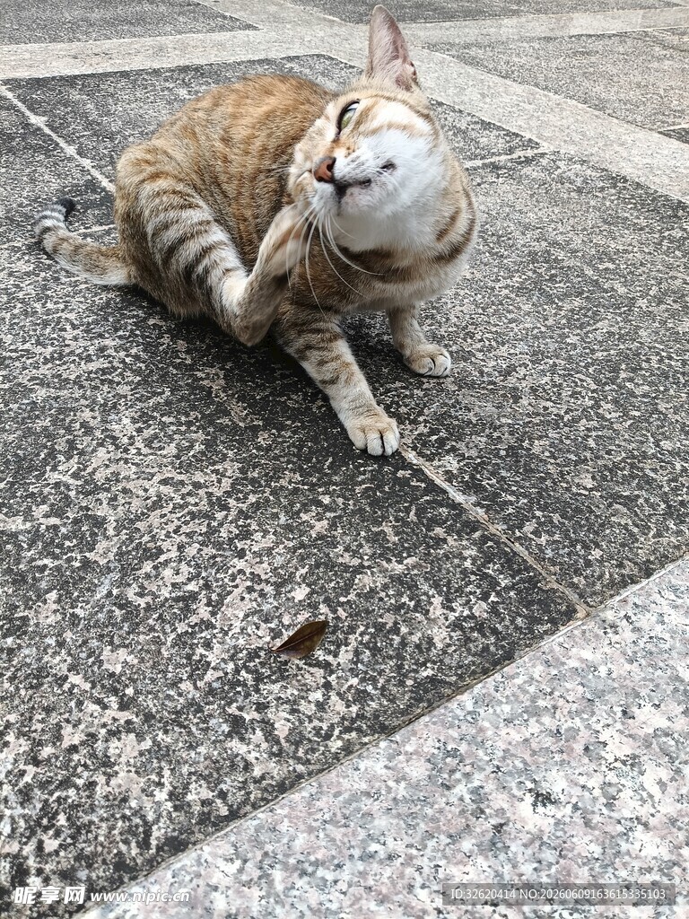 蹲坐地面的可爱猫咪