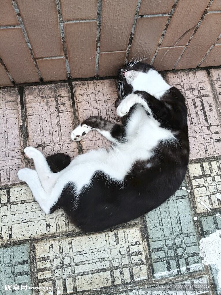 黑白猫咪惬意躺卧