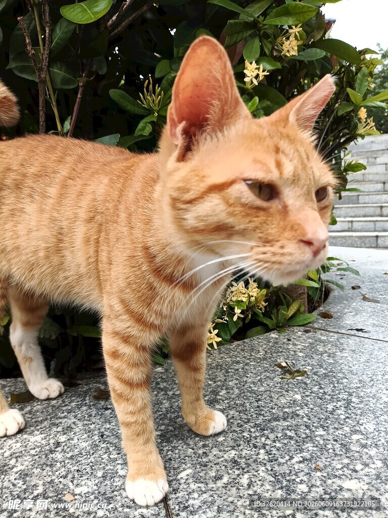 户外橘猫站立瞬间