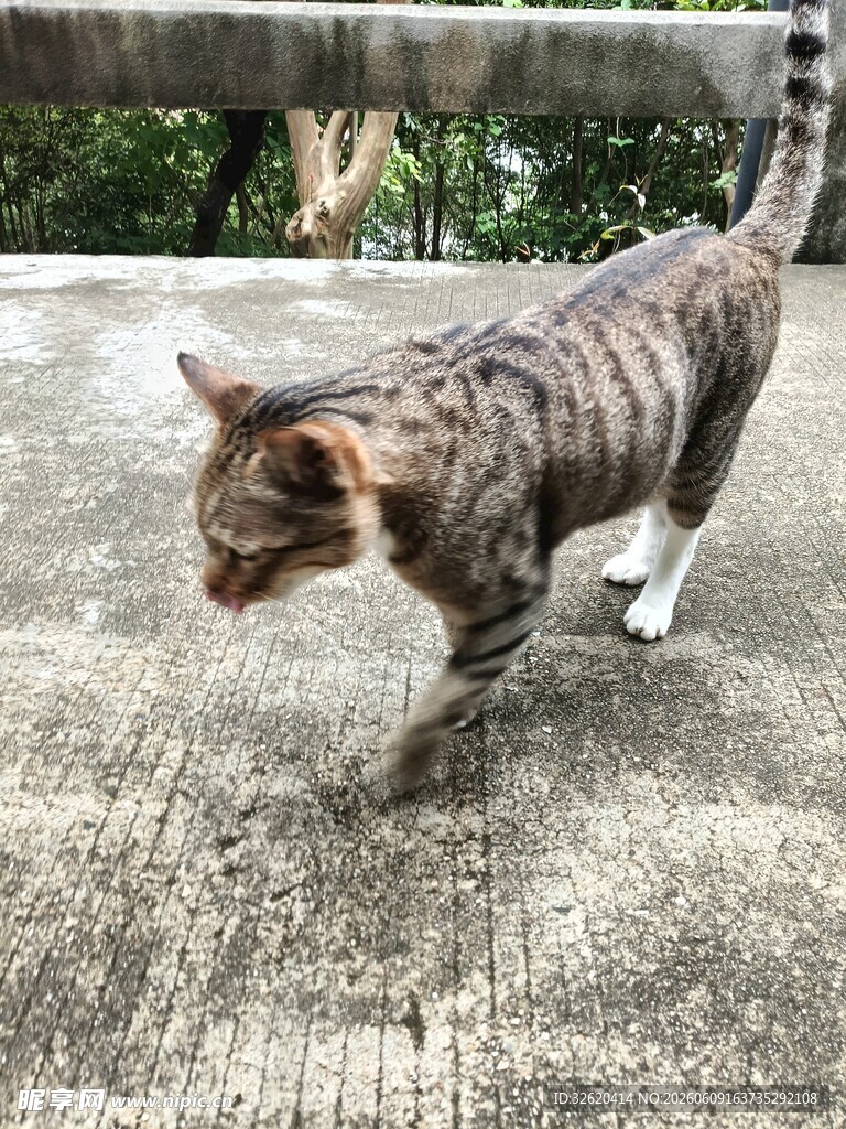 斑纹猫咪在地上行走