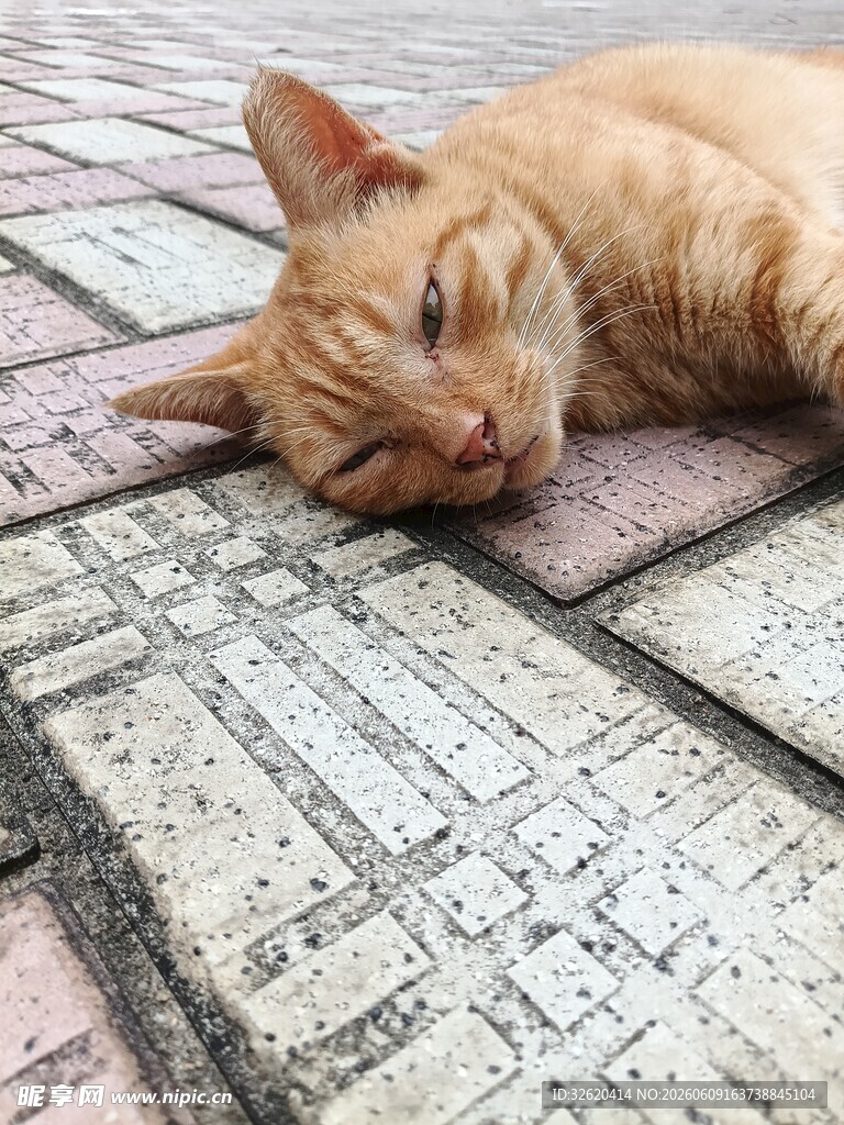 橘猫惬意躺卧在砖石地面