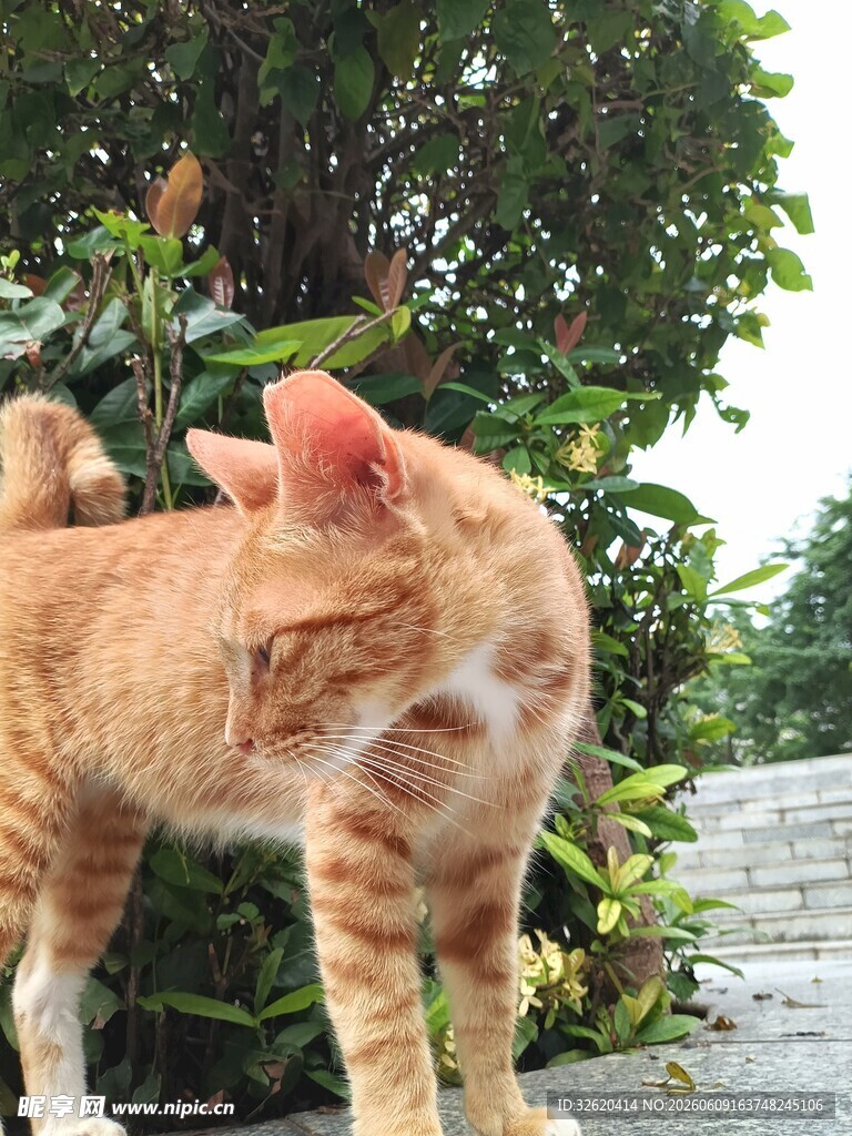 橘猫于绿植旁好奇张望