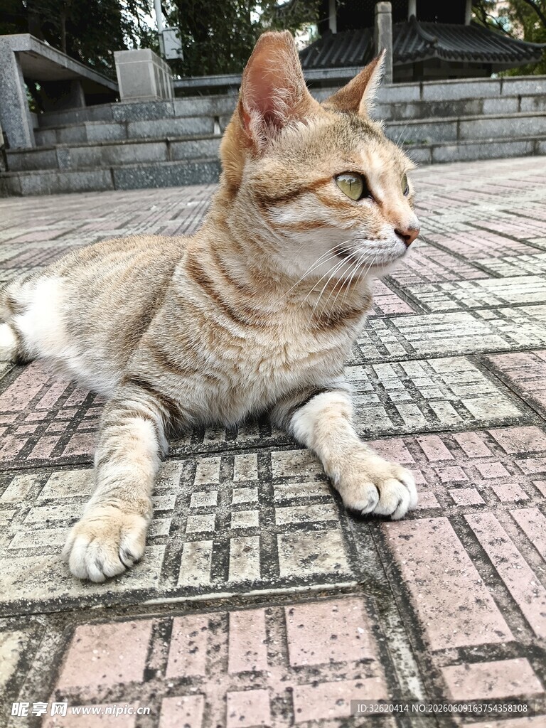 阳光下休憩的可爱猫咪
