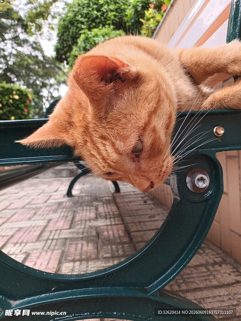 慵懒橘猫