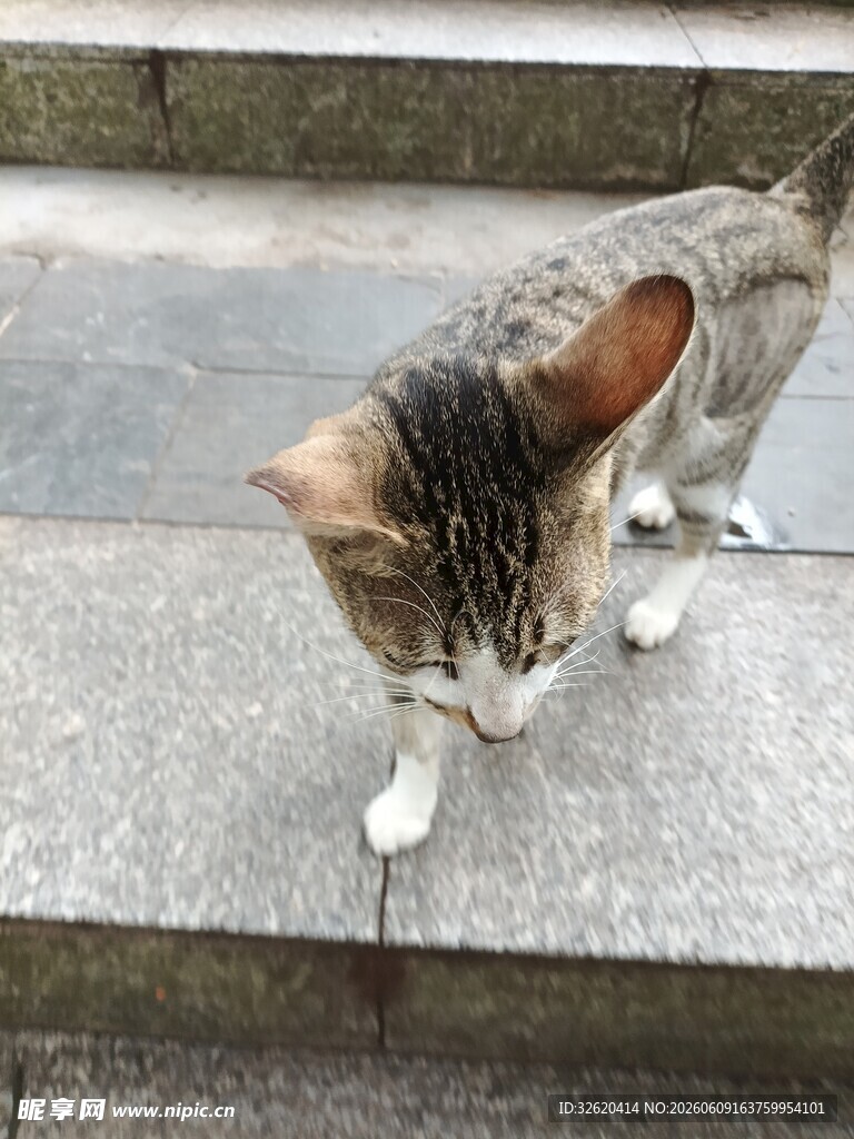台阶上的可爱猫咪