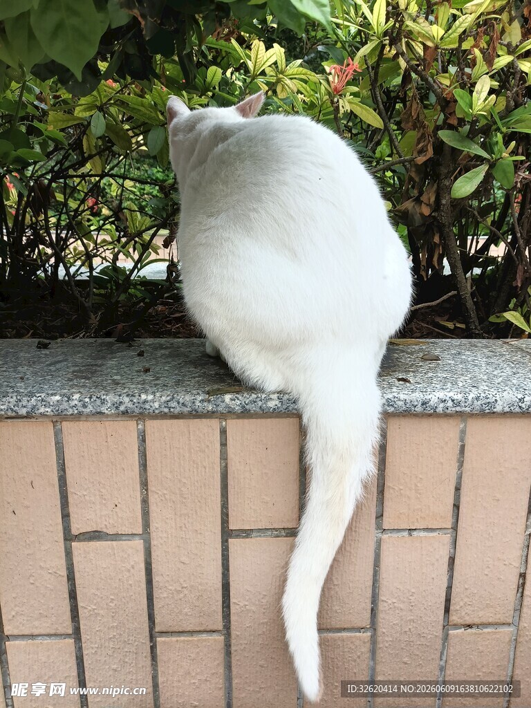 白猫咪背对坐于砖墙边
