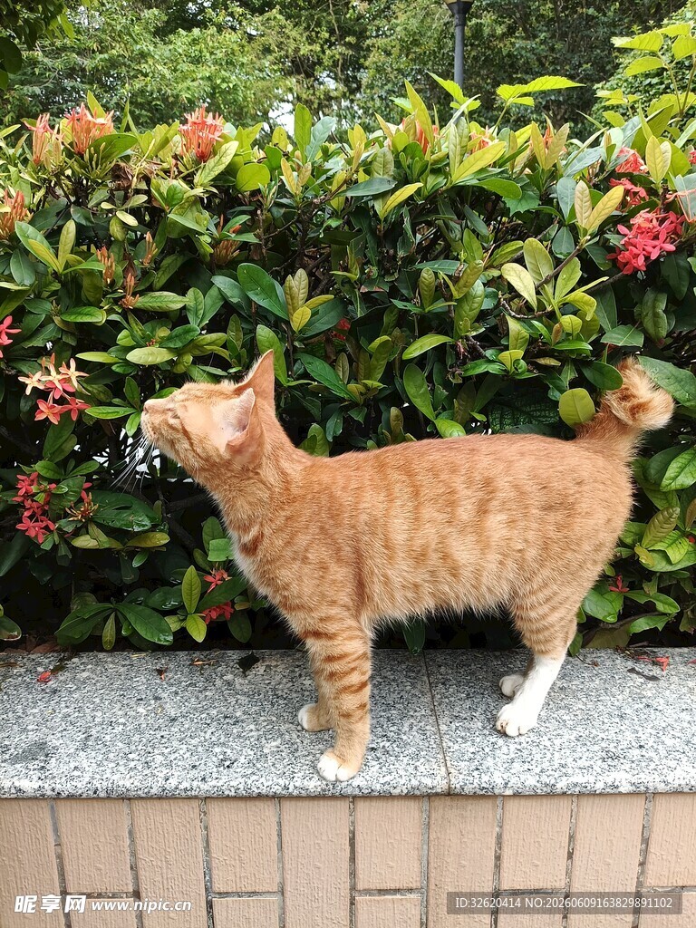 橘猫于花丛边好奇张望