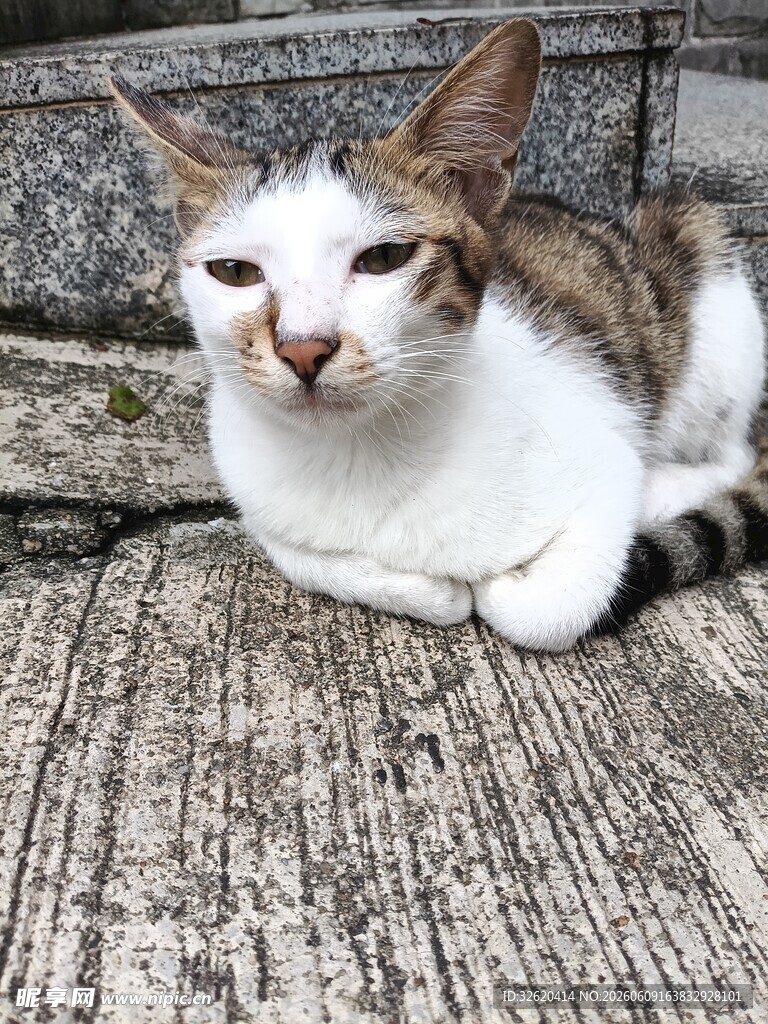 可爱猫咪惬意趴地