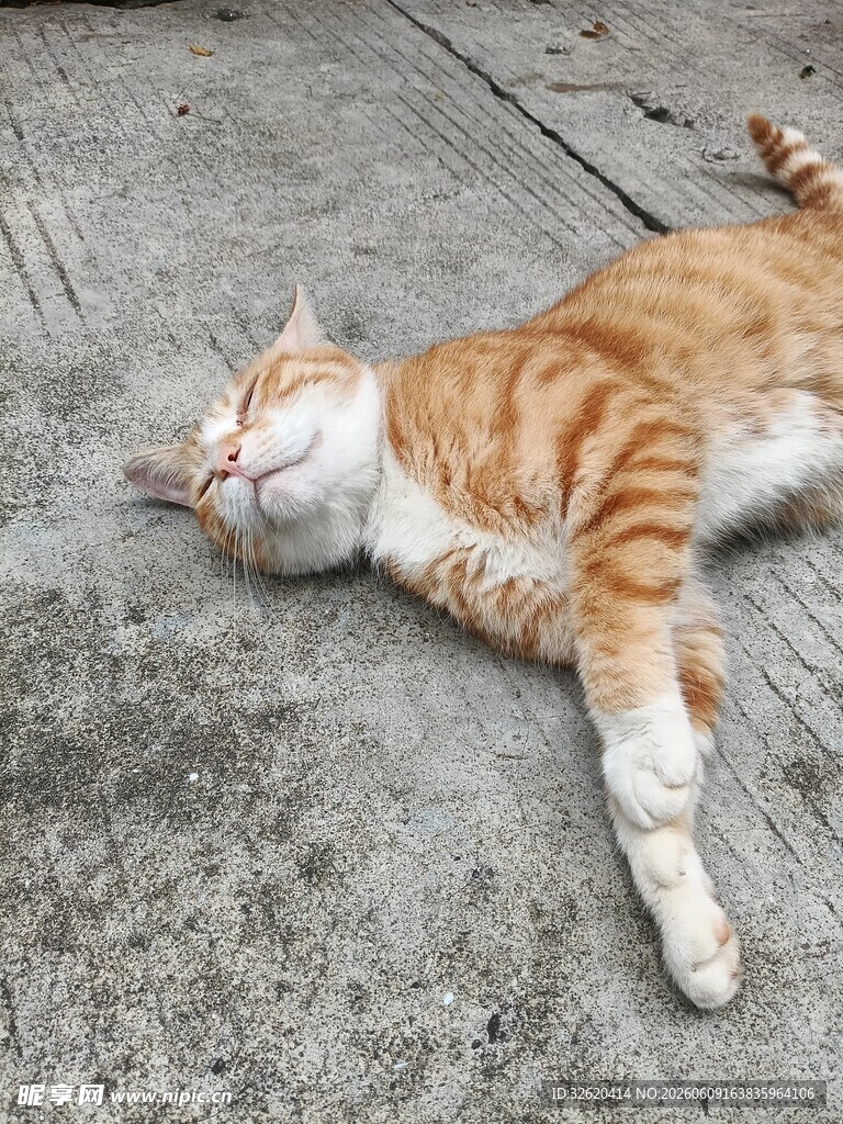 橘猫惬意躺地睡大觉