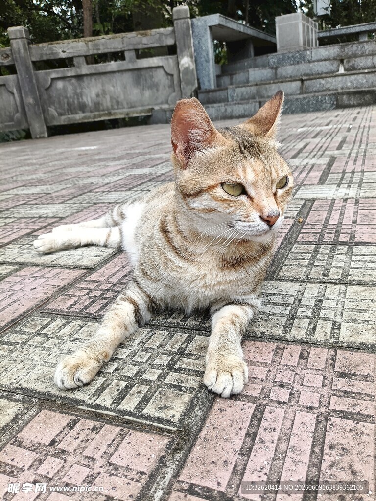 阳光下休憩的可爱猫咪