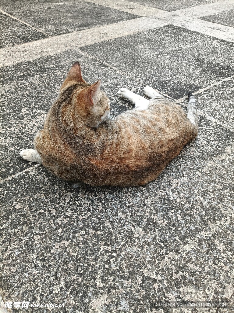街头躺卧的可爱猫咪