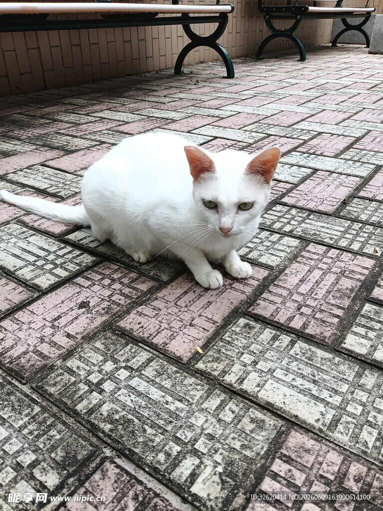 趴着的可爱小白猫